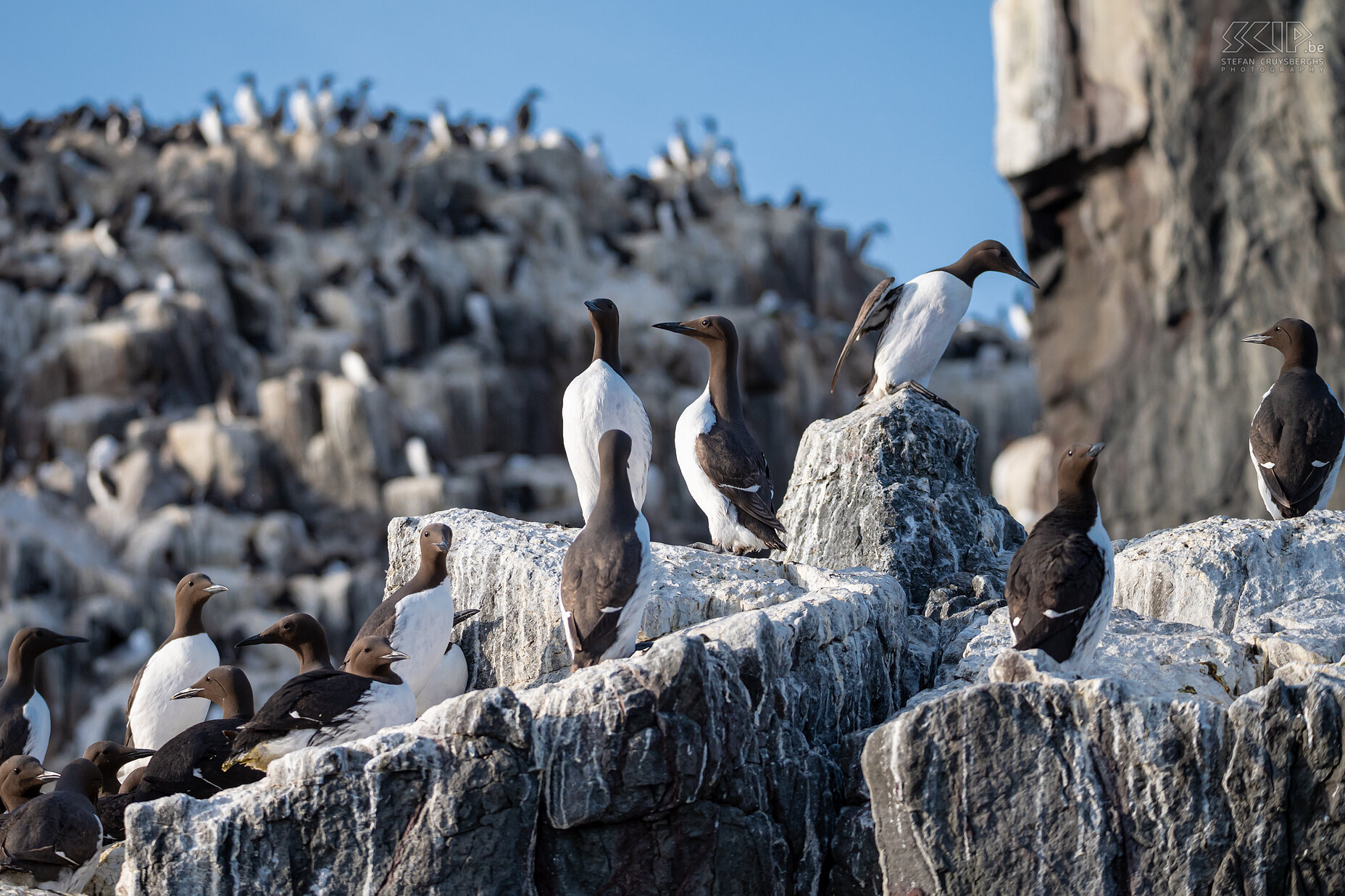 Farne Islands - Guillemots The Farne Islands are a group of islands off the Northumberland coast of England. There are 15 to 28 islands, depending on the tides. They are located 2.5 to 7.5 km from the mainland. No fewer than 55,000 puffins, hundreds of razorbills, thousands of guillemots, kittiwakes, terns, shags, eiders, … breed on these islands.  Stefan Cruysberghs